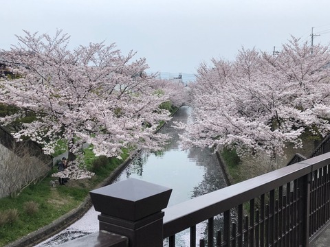 中書島 桜